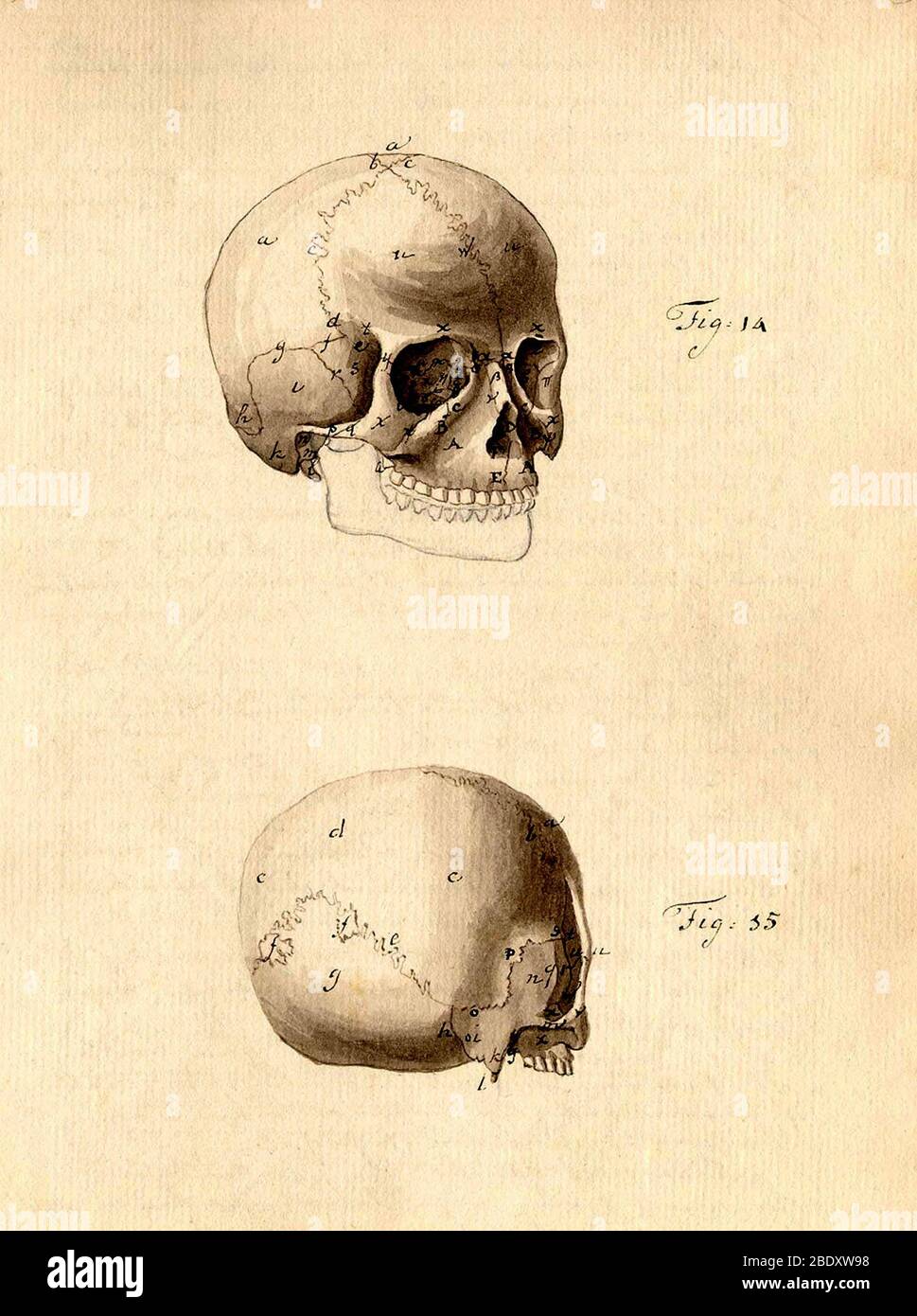 Physiognomical Illustration of Human Skull Stock Photo