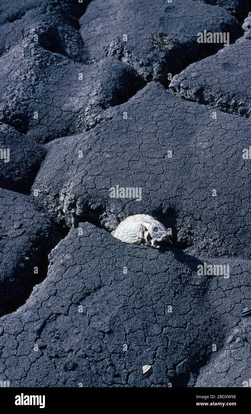 Dead Fish Stock Photo