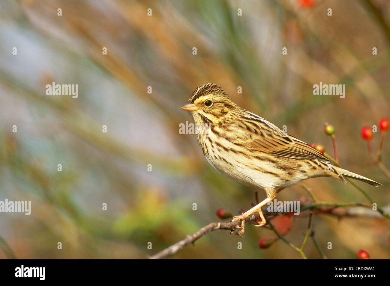 Savannah Sparrow Stock Photo