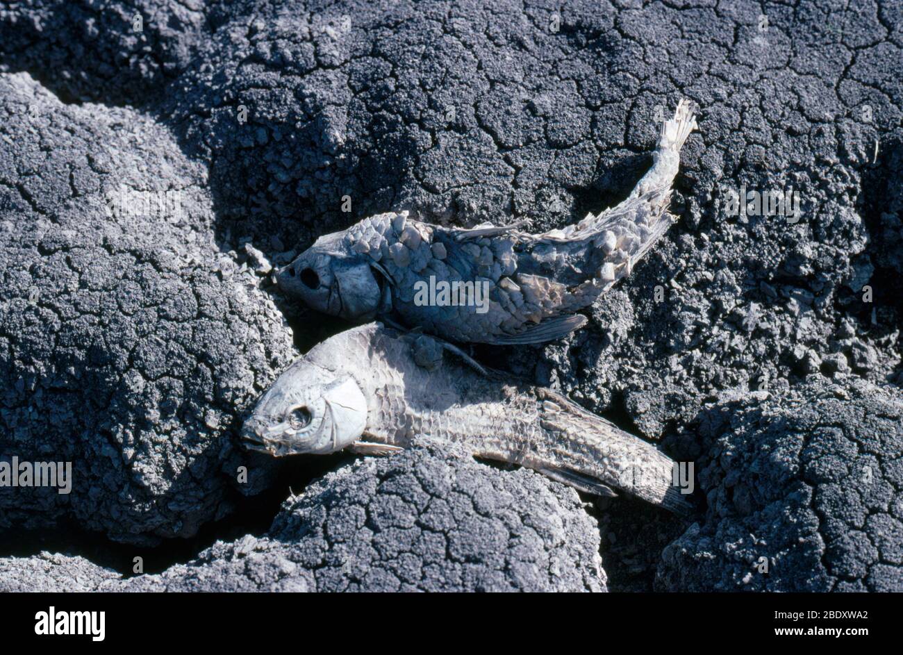 Dead Fish Stock Photo