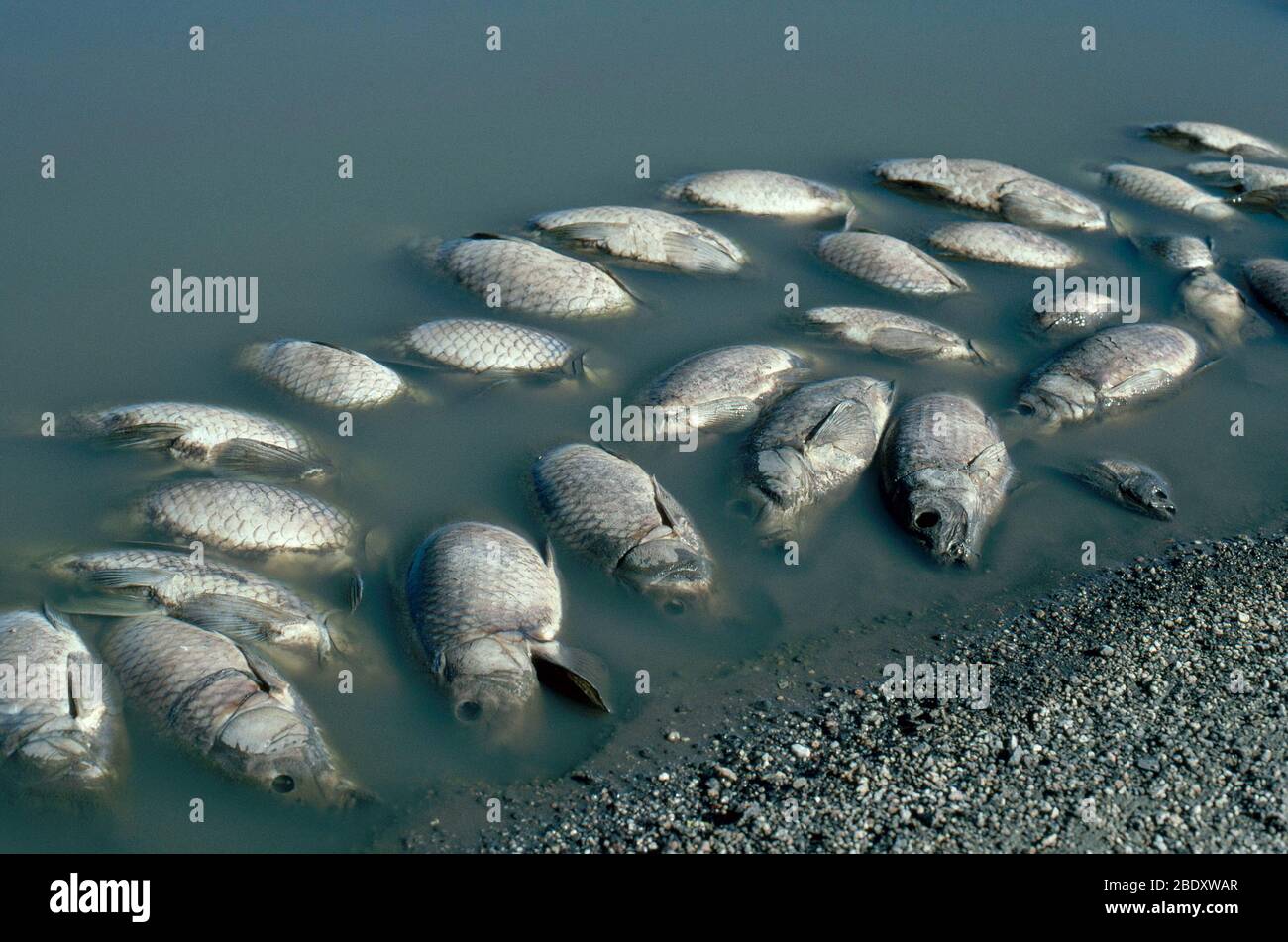 Dead Fish Stock Photo