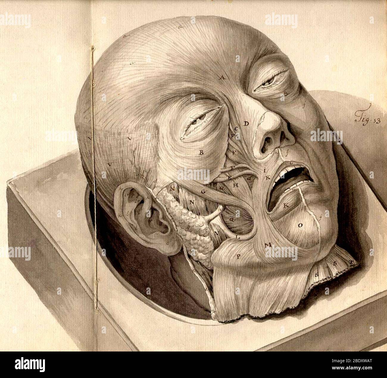 Physiognomical Illustration of Human Head Stock Photo