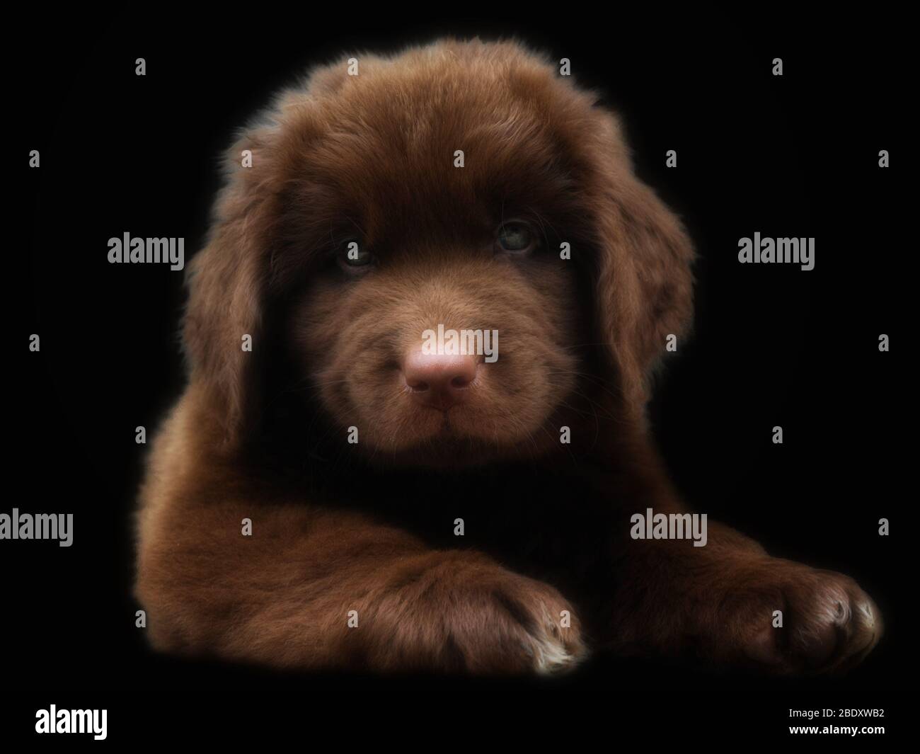 Close up portrait of Newfoundland dog puppy facing the camera Stock Photo