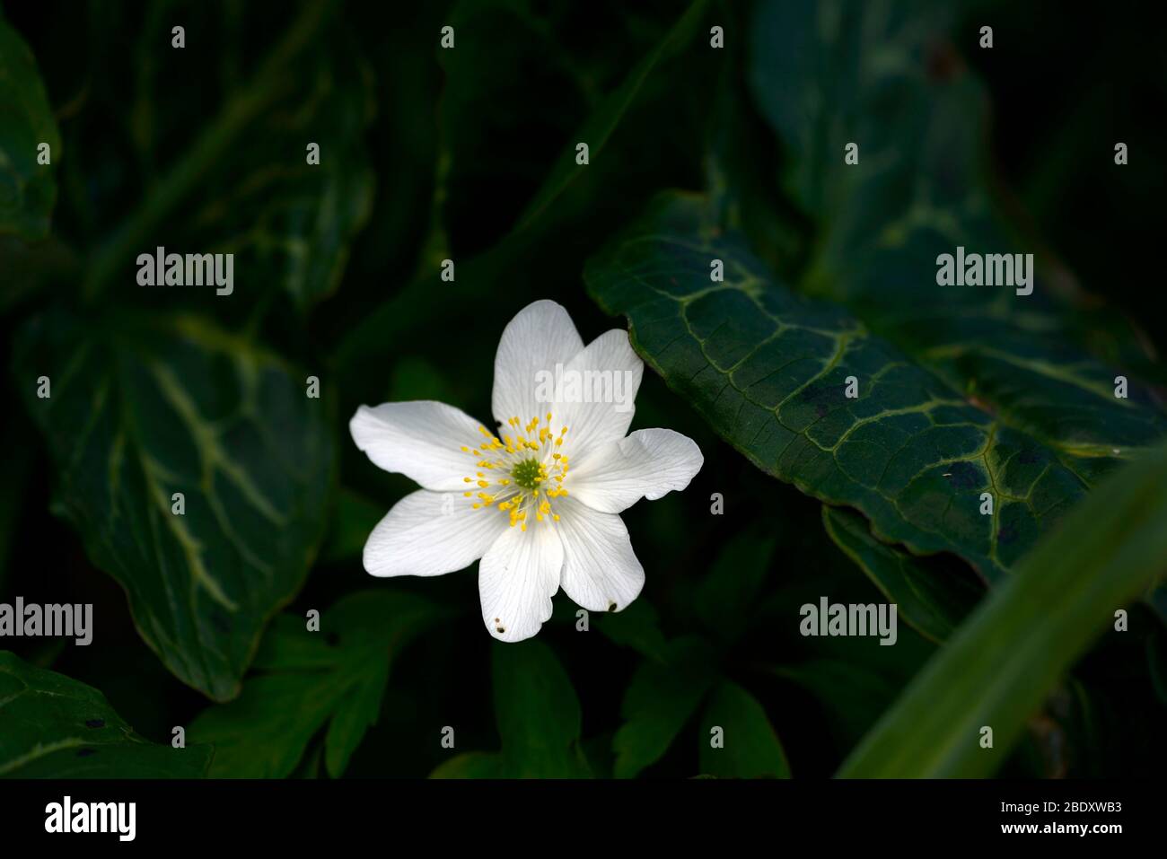 anemone nemorosa,white flowers,arum italicum subsp italicum marmoratum,arum italicum pictum,Green,variegated,Foliage,Leaves,woodland,shade,shady woodl Stock Photo