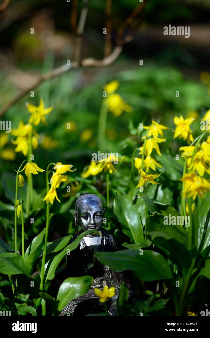 buddha statue,contemplate,contemplation,peace,peaceful,meditate,fawn lily,dogstooth violet,spring,yellow flowers,flower,Erythronium Spindlestone Stock Photo