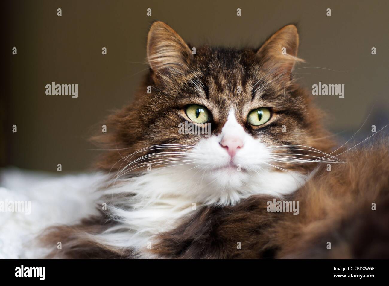 portrait of a beautiful fluffy cat with very long whiskers and eyebrows. Stock Photo