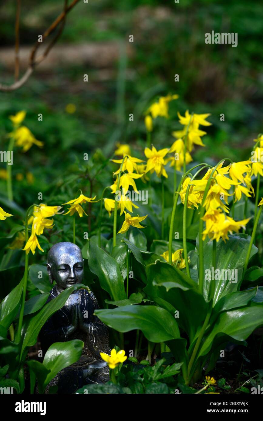 buddha statue,contemplate,contemplation,peace,peaceful,meditate,fawn lily,dogstooth violet,spring,yellow flowers,flower,Erythronium Spindlestone Stock Photo