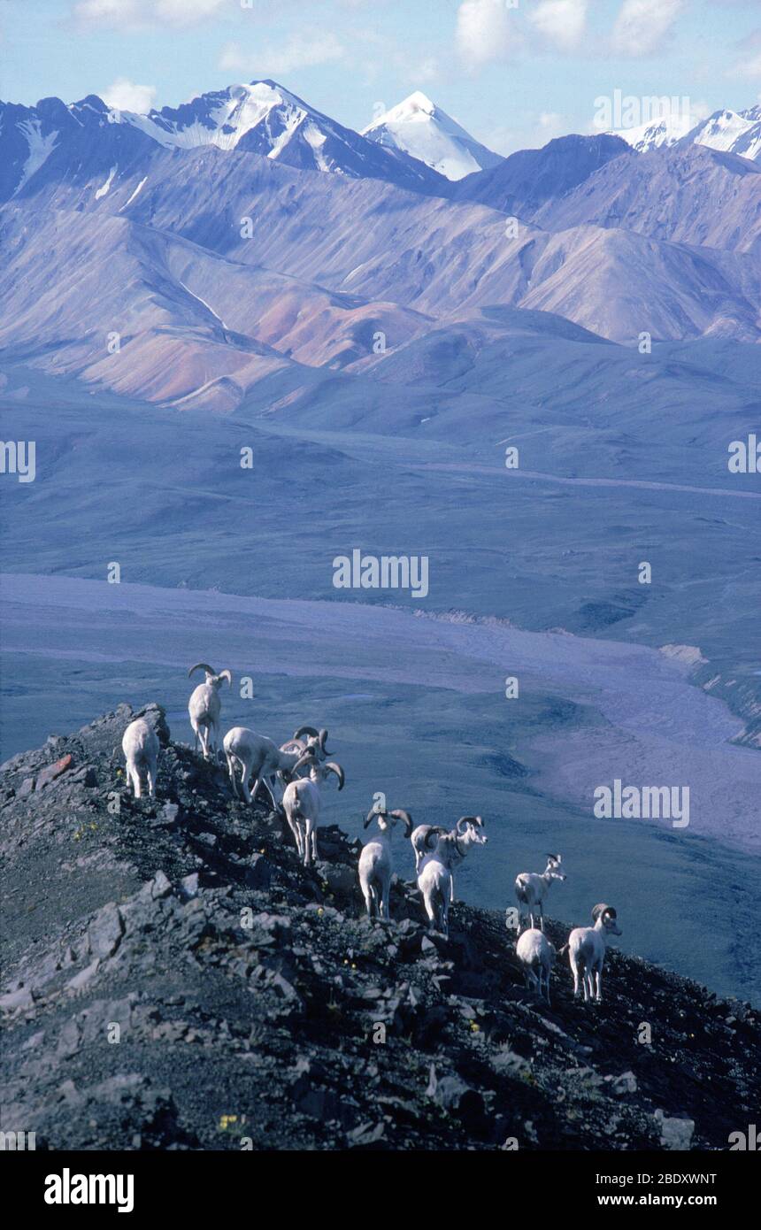 Dall Sheep Stock Photo