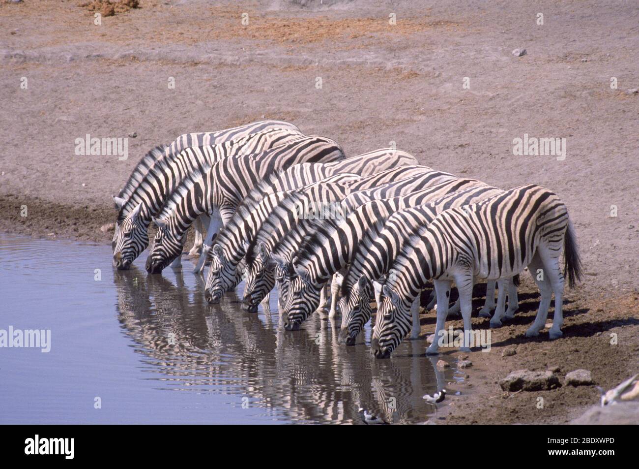 Zebras in Namibia Stock Photo