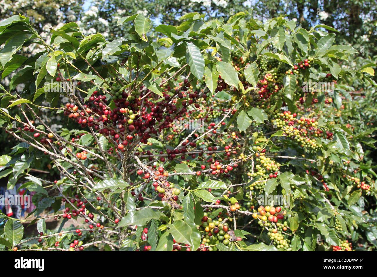 Berries of coffee plantations in Costa Rica Stock Photo Alamy