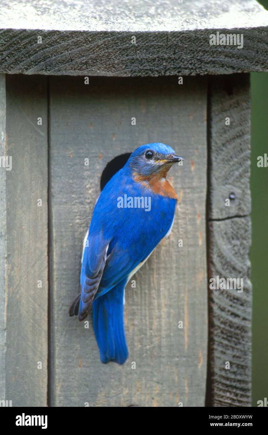 Eastern Bluebird at Nest Stock Photo