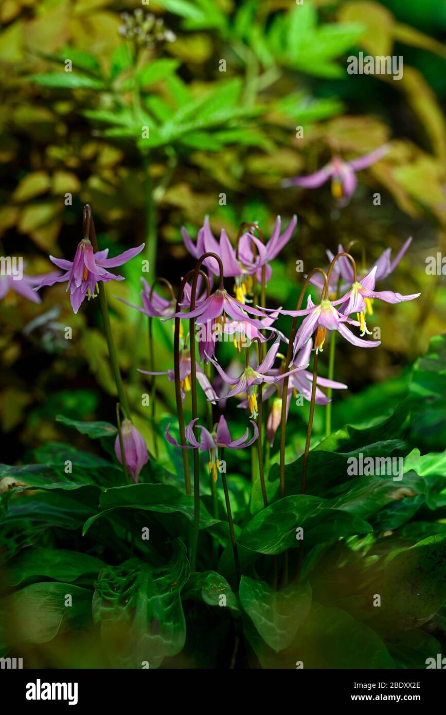 erythronium revolutum knightshayes pink,fawn lily,dogstooth,violet,spring,flowers,flowering,clump,colors,colours,dogs tooth,violet,woodland garden,gar Stock Photo