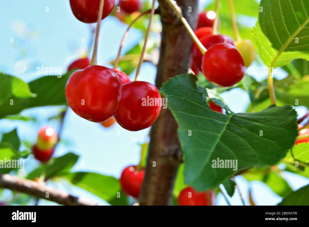 Cherry cluster in tree, closup of a branch with green leaves with ripe red cherries hanging, ready to be picked from the orchard during a sunny summer Stock Photo