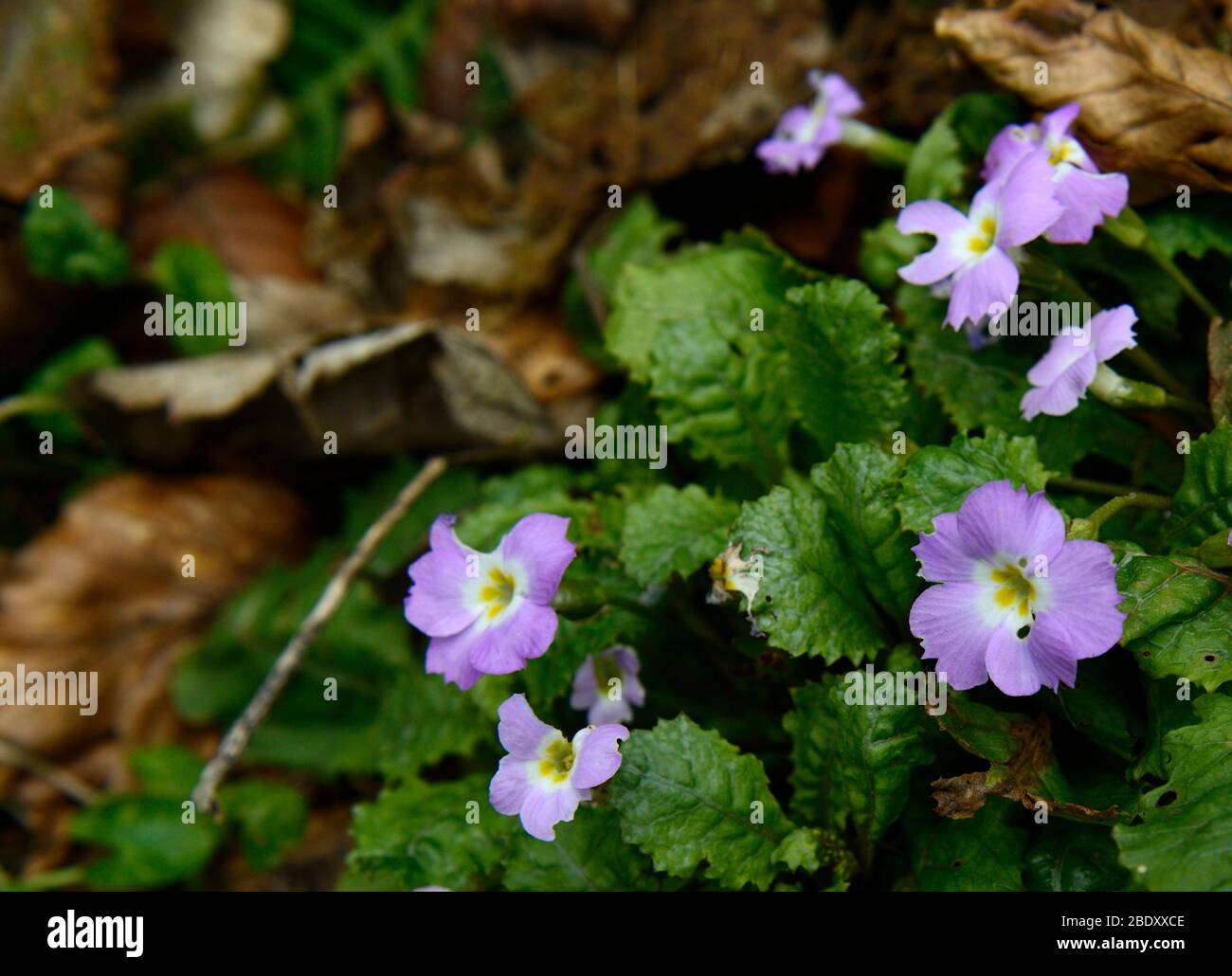 primula boothii,pale lilac pink flowers,primrose,primroses,flowers, flower, bloom ,blossom ,evergreen leaves,foliage, RM Floral Stock Photo