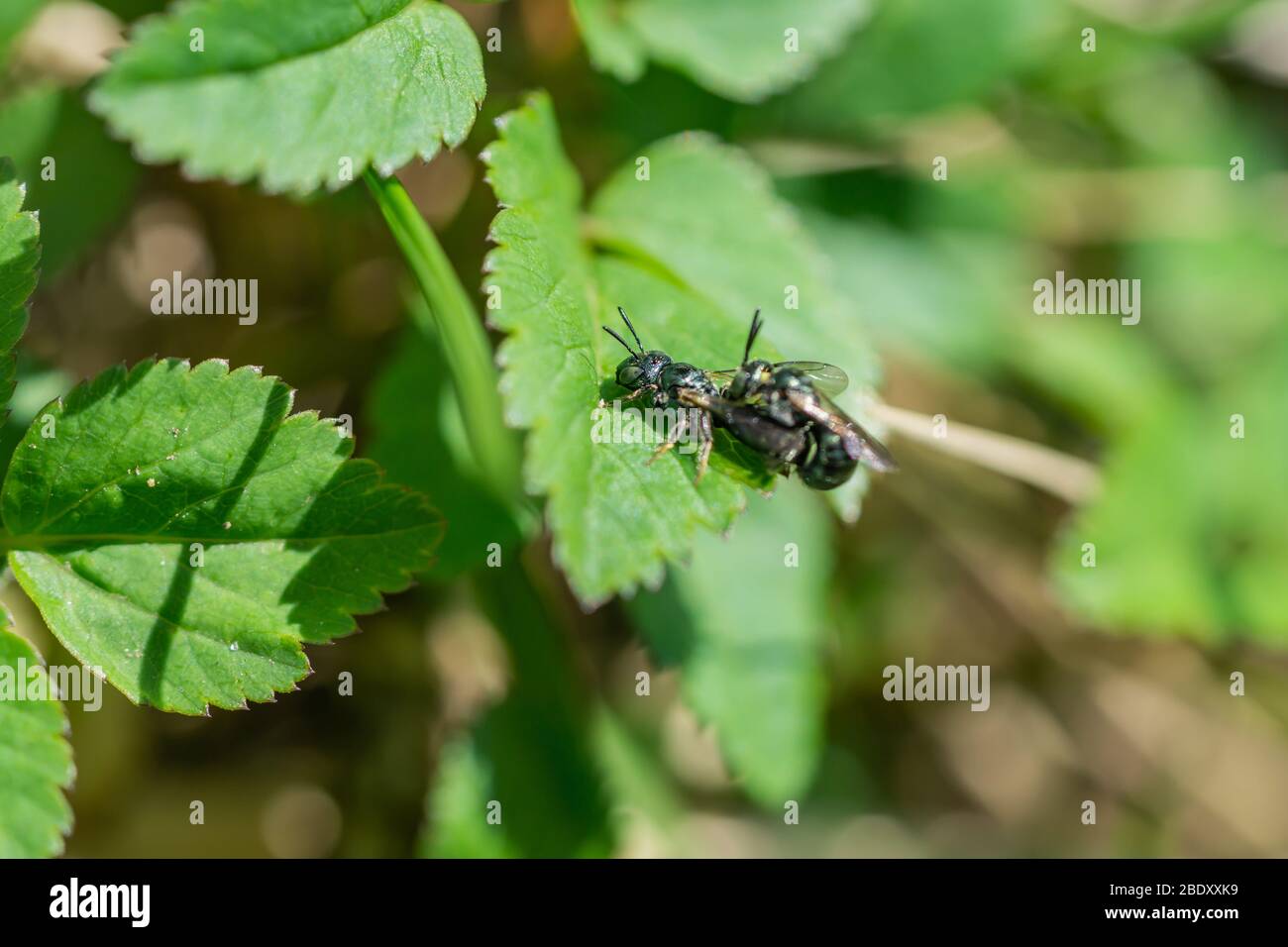 Small Carpenter Bees Mating in Springtime Stock Photo Alamy