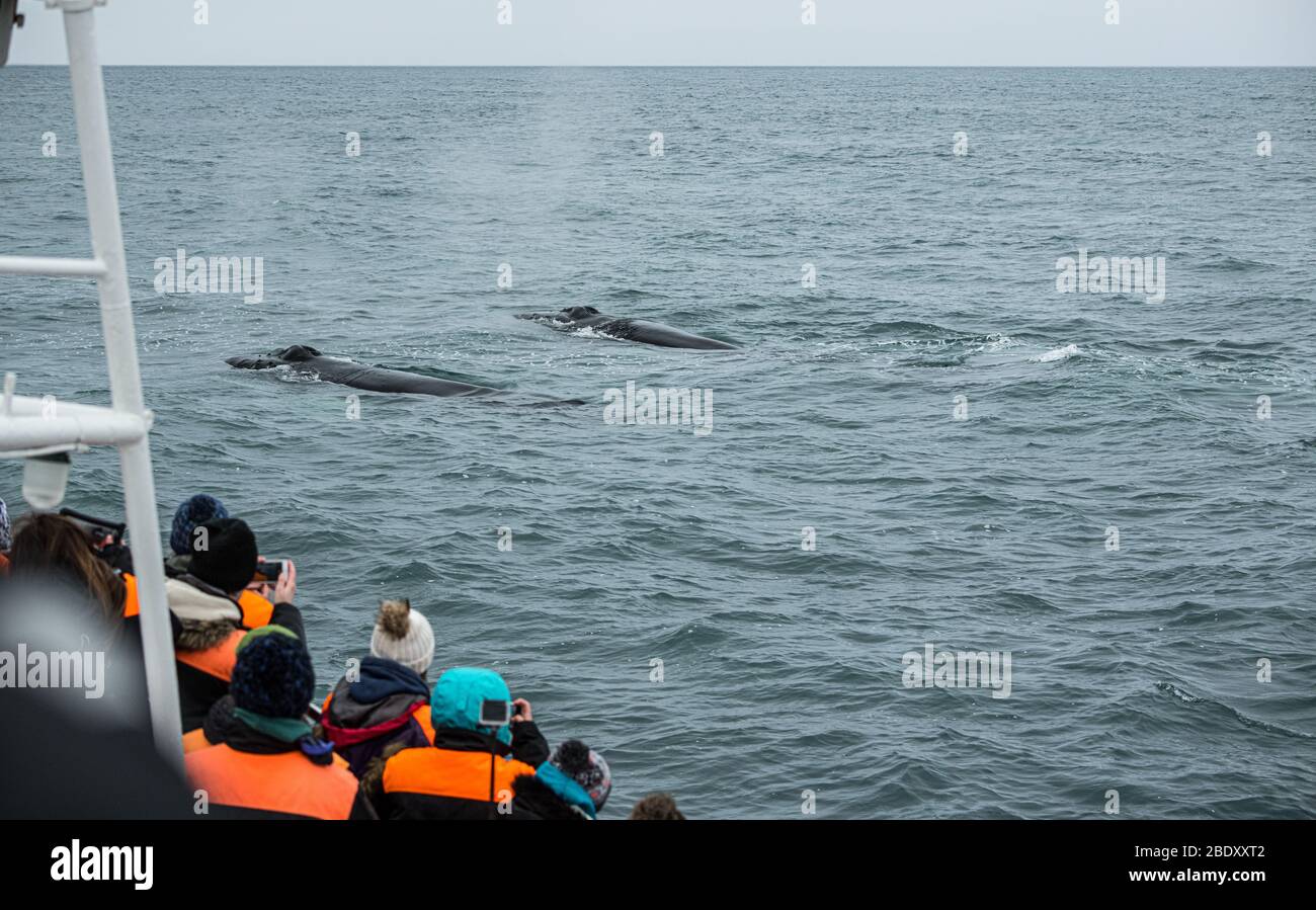 Humpback whale breaching and boat hi-res stock photography and images ...