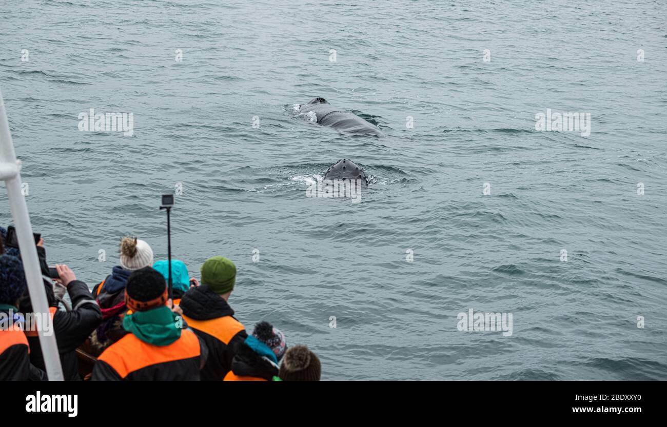 Whale Watching from a boat in Husavik, northern Iceland Stock Photo - Alamy