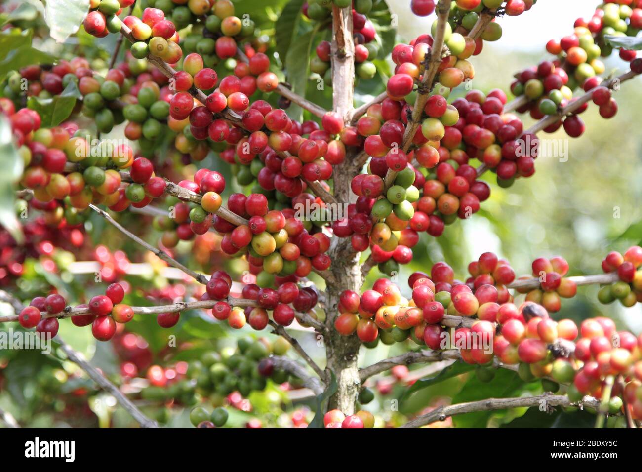 Berries of coffee plantations in Costa Rica Stock Photo Alamy