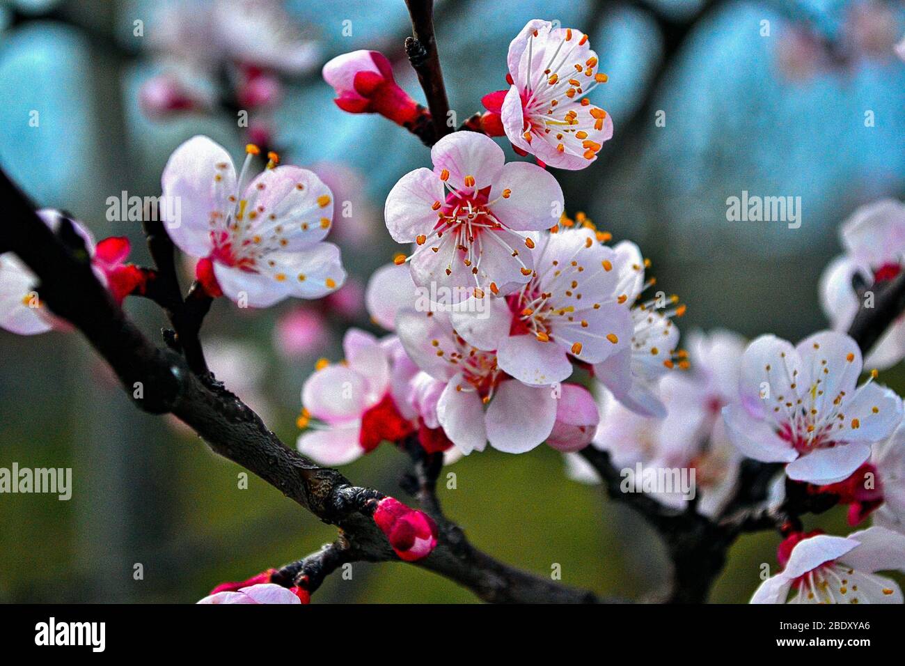 Srinagar, Jammu & Kashmir, India. 10th Apr, 2020. A view of cherry