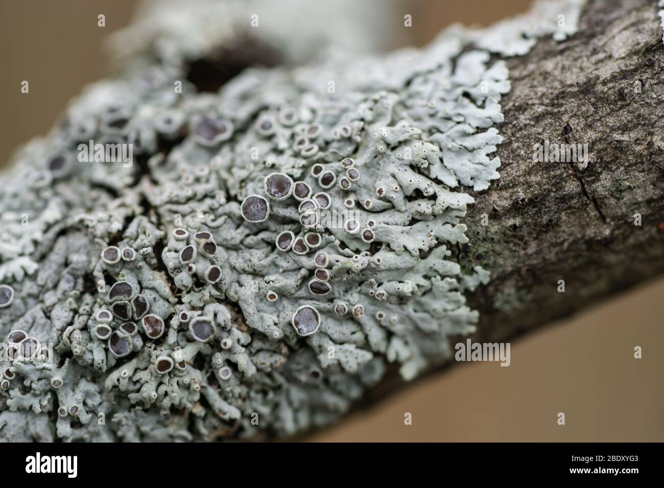 Rosette Lichen on Tree in Springtime Stock Photo