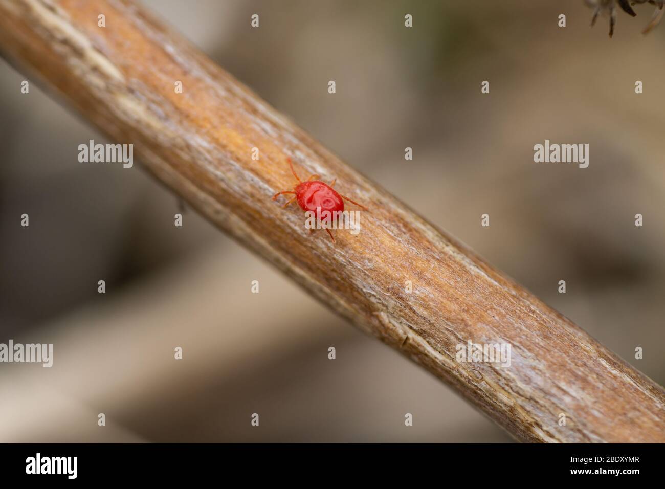 Red Mite on Stem in Springtime Stock Photo