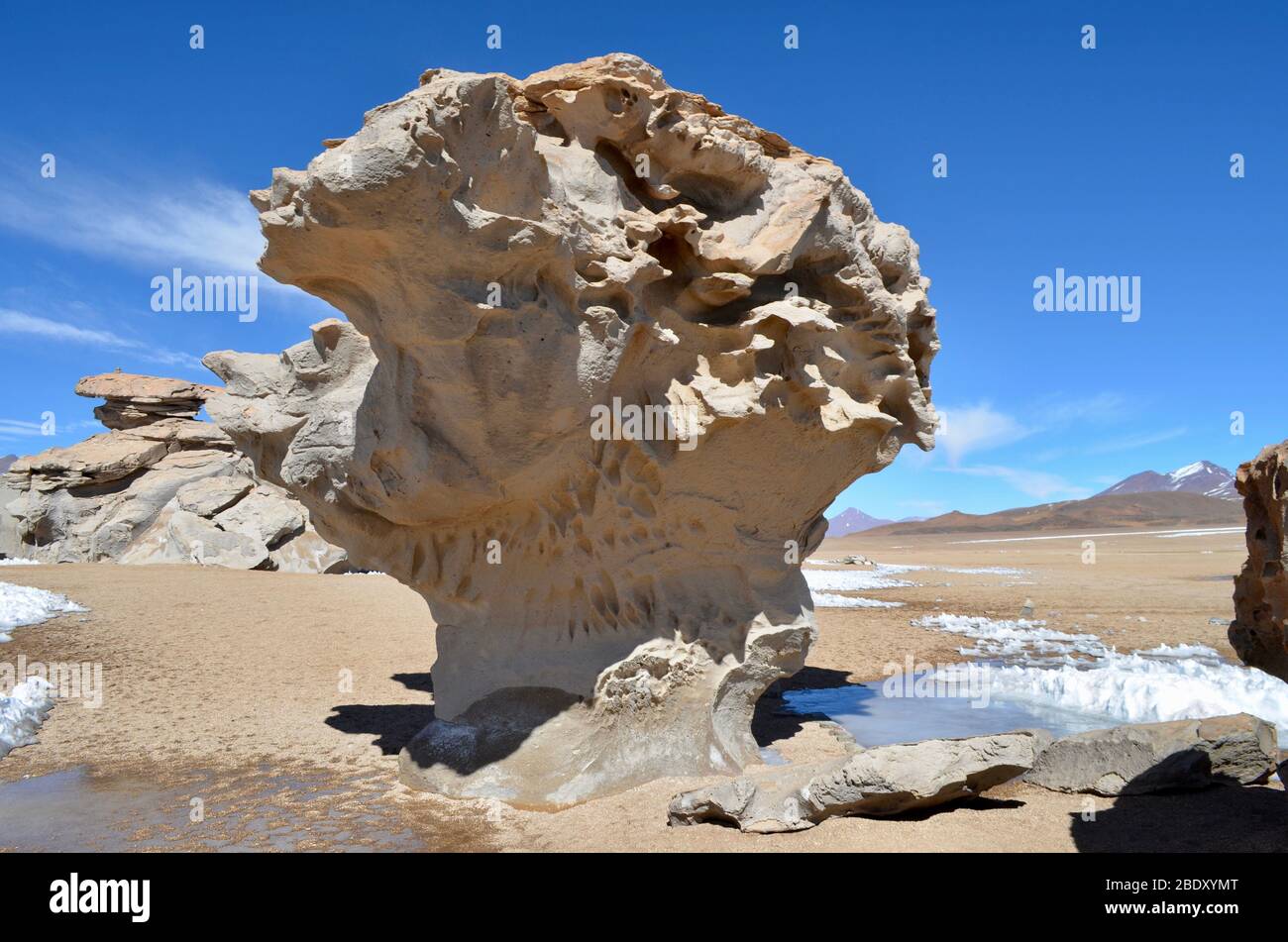 Rock Tree in the Eduardo Avaroa Andean Fauna National Reserve. Bolivia ...