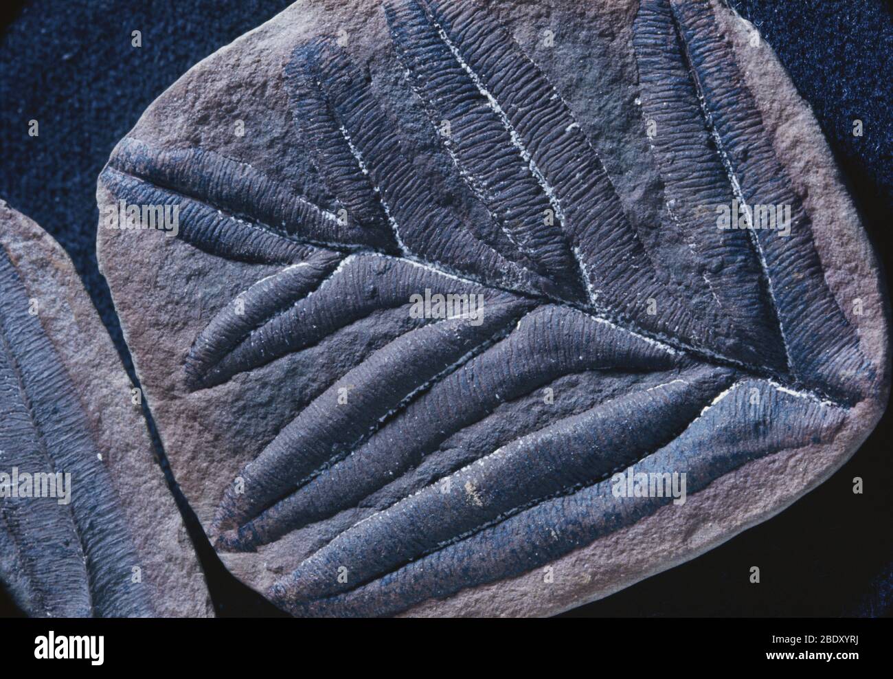 Alethopteris Fossil Stock Photo
