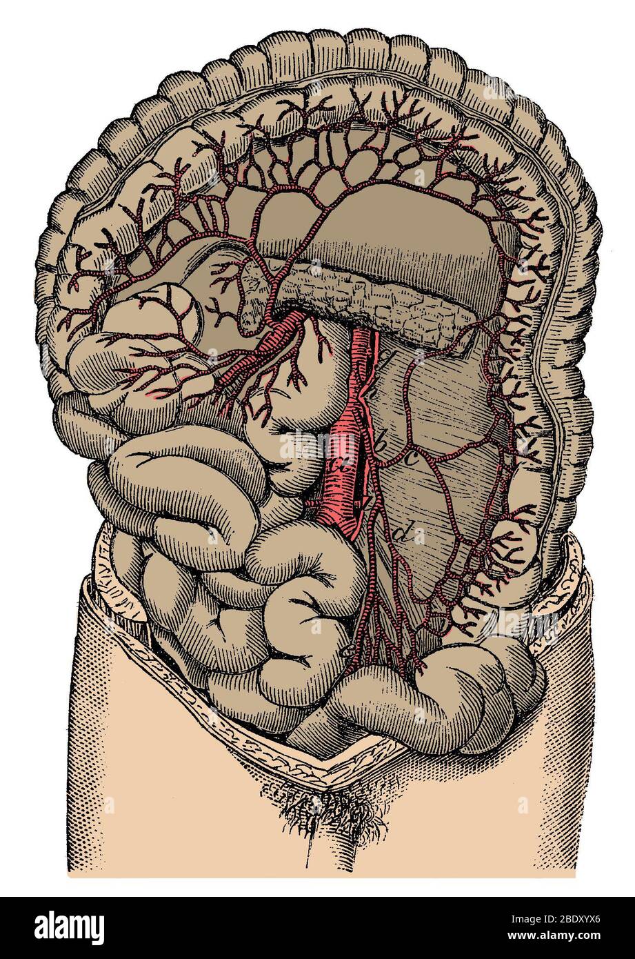 Inferior mesenteric Artery and the Aorta Stock Photo