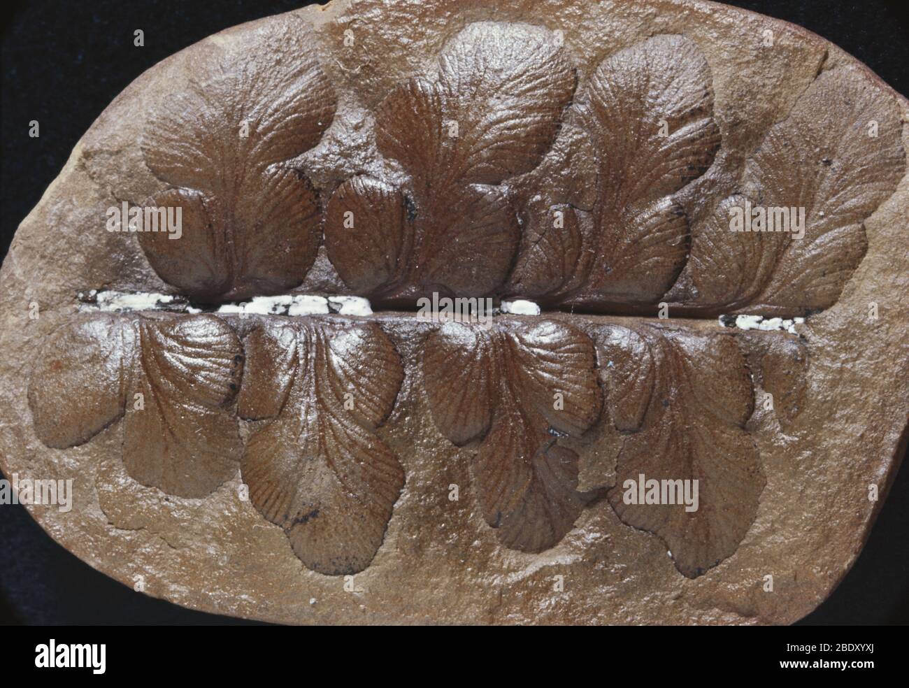 Fossil Seed Fern Stock Photo