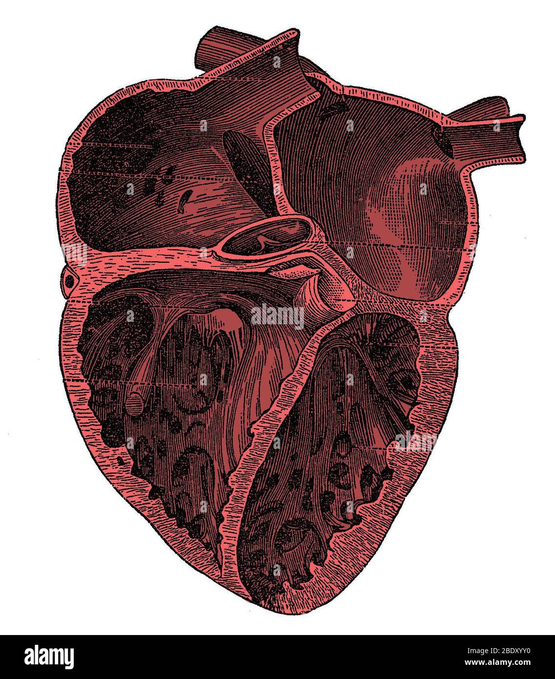 Human heart dissection hi-res stock photography and images - Alamy