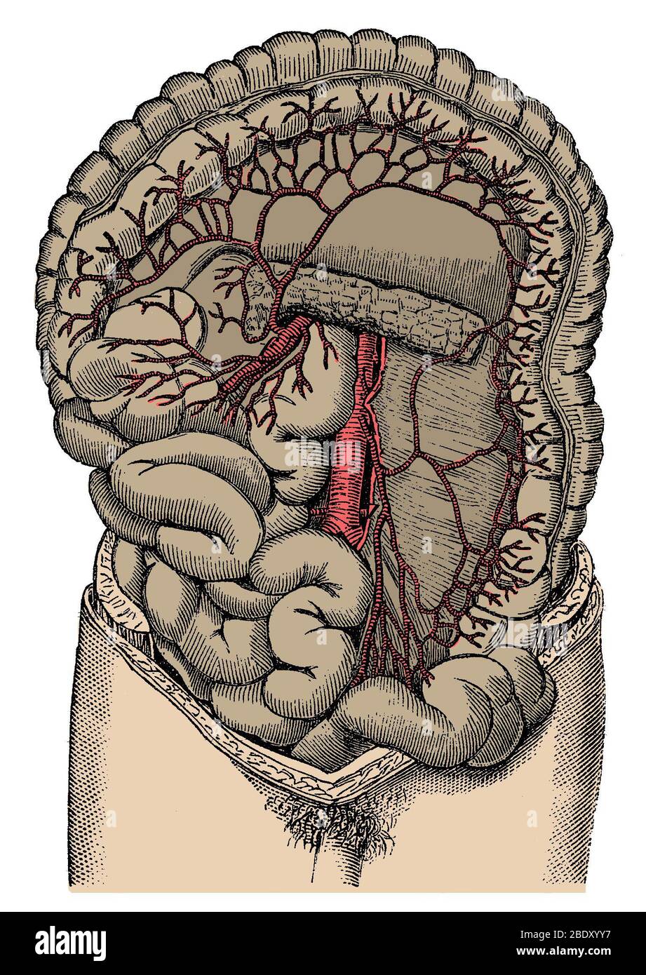 Inferior mesenteric Artery and the Aorta Stock Photo