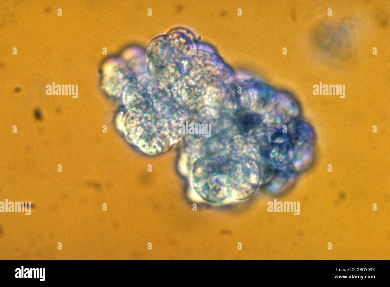 Proembryo hi-res stock photography and images - Alamy