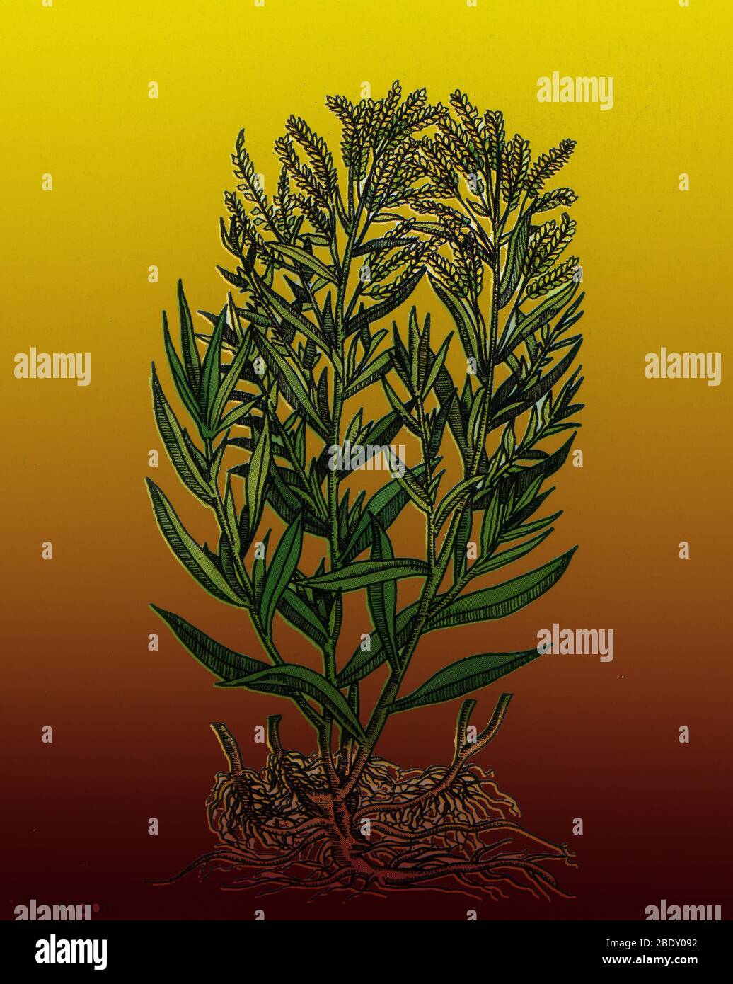 Tarragon, Perennial Herb Stock Photo