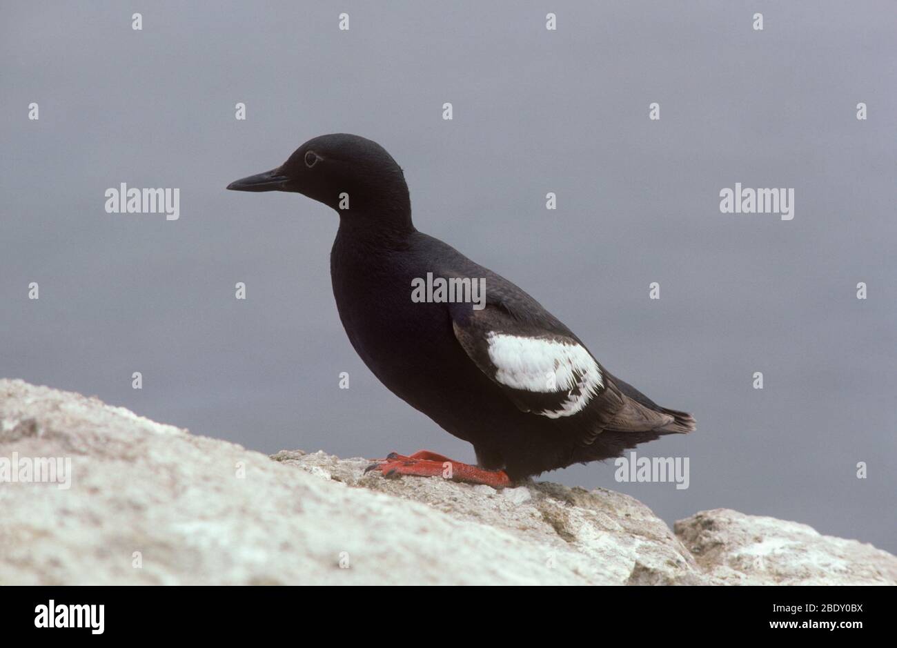 Pigeon Guillemot Stock Photo