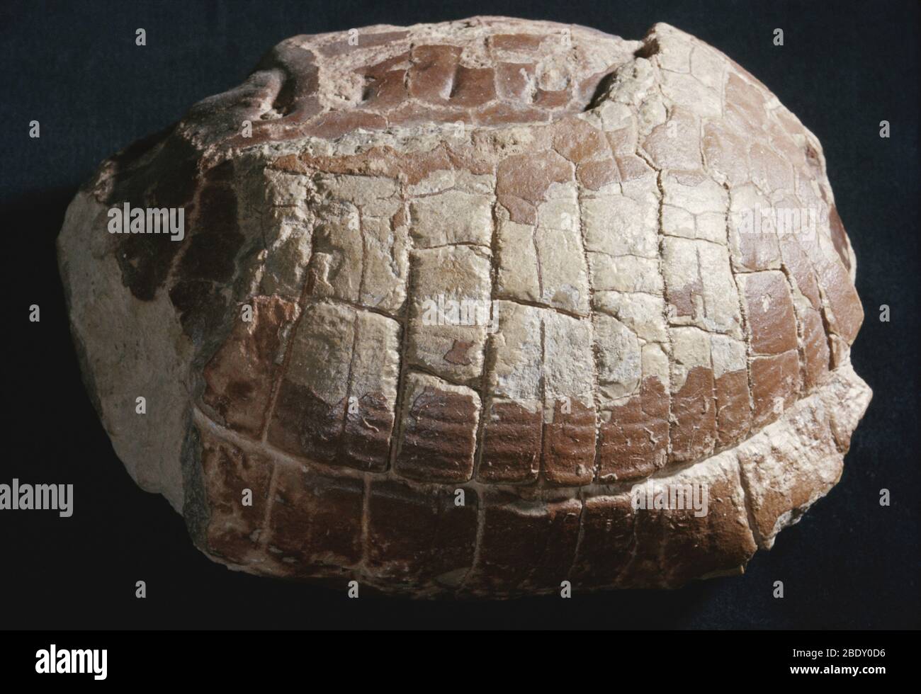Turtle Fossil Stock Photo
