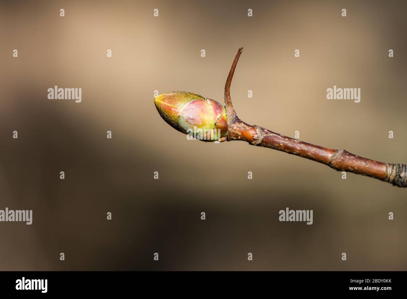 Norway Maple Bud in Springtime Stock Photo