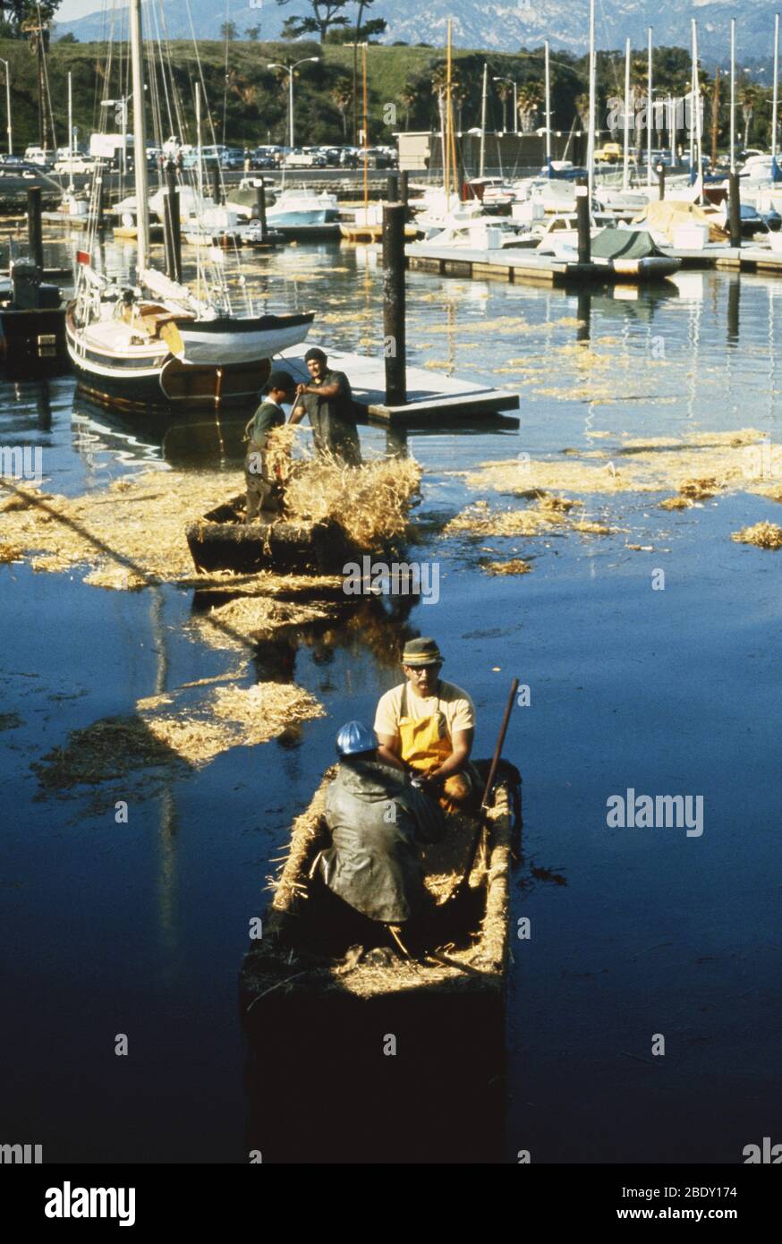 Oil Spill Cleanup, Santa Barbara, CA, 1969 Stock Photo