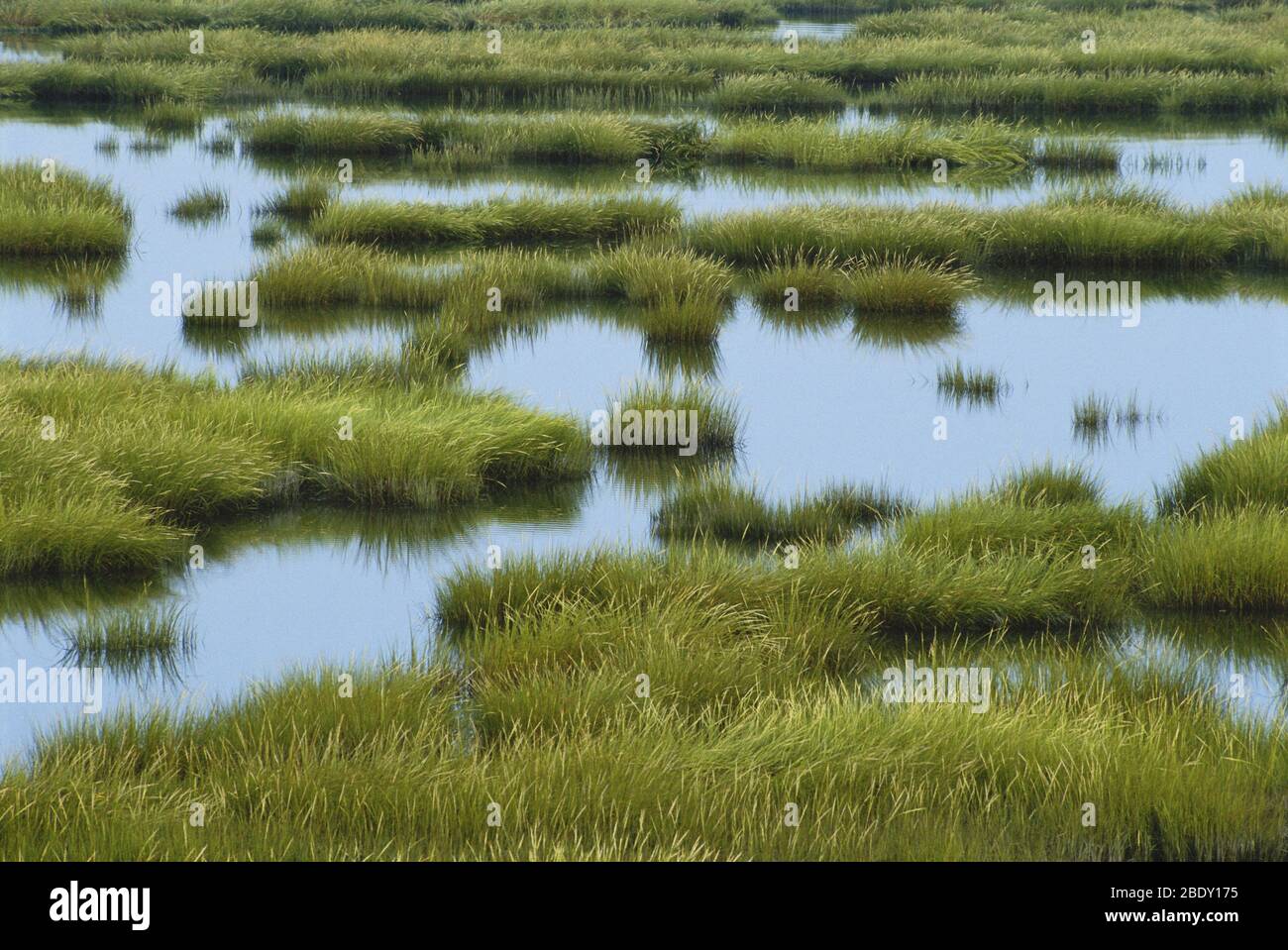 Saltmarsh Cordgrass Stock Photo