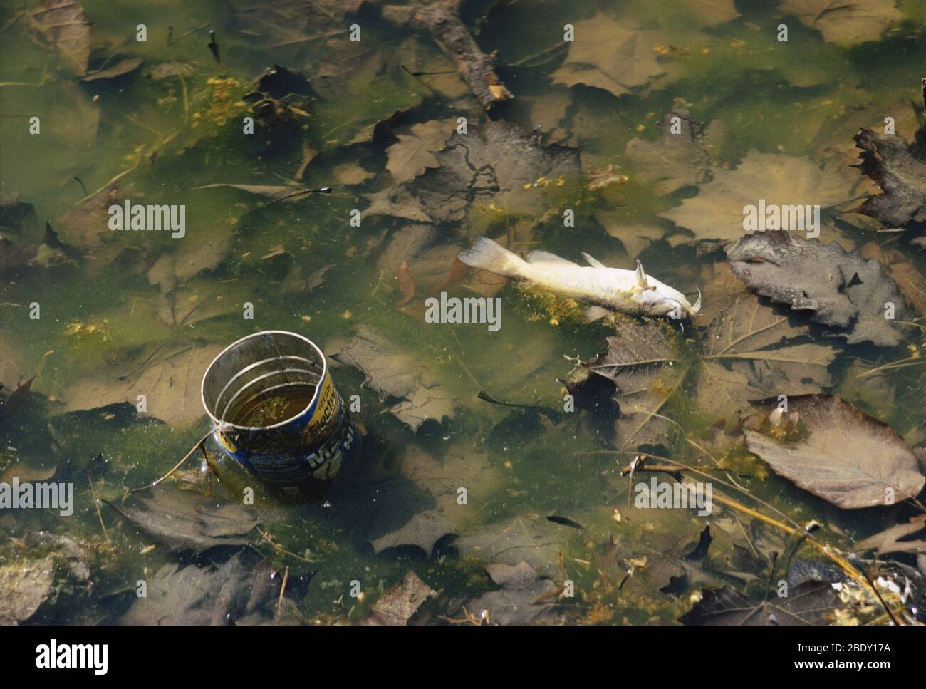 Dead Fish in Polluted Lake, PA Stock Photo