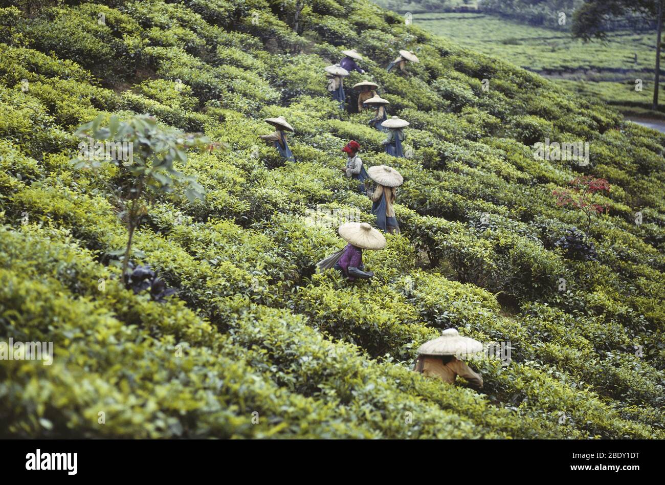 Tea Plantation, Java, Indonesia Stock Photo