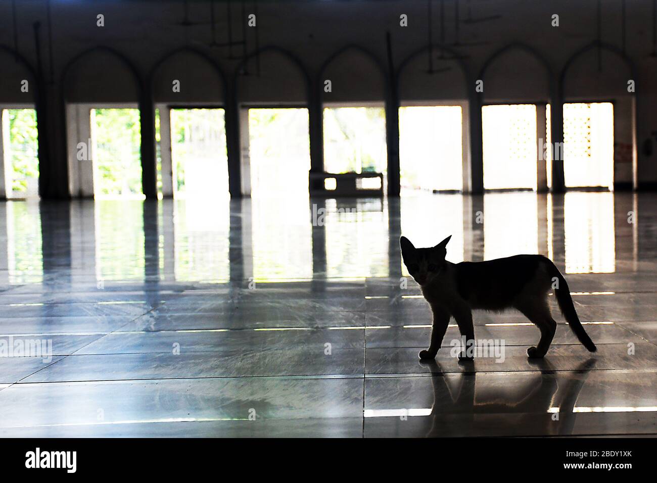 Dhaka 10 April 2020. A pet inside an empty Baitul Mukarram National Mosque during the lockdown amid coronavirus outbreak in Dhaka. Stock Photo