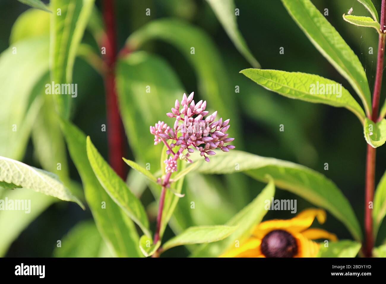 Close up of flower buds on a Joe-Pye Weed Plant in a garden in Wisconsin using selective focus Stock Photo