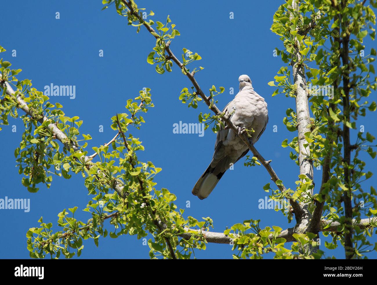 An african collared dove Stock Photo Alamy