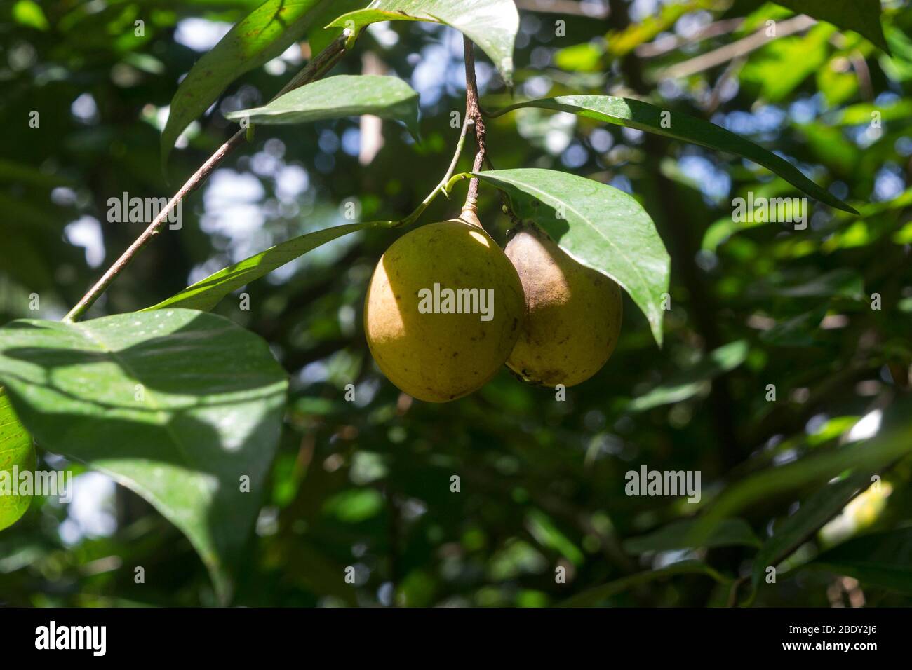 Nutmeg tree hires stock photography and images Alamy