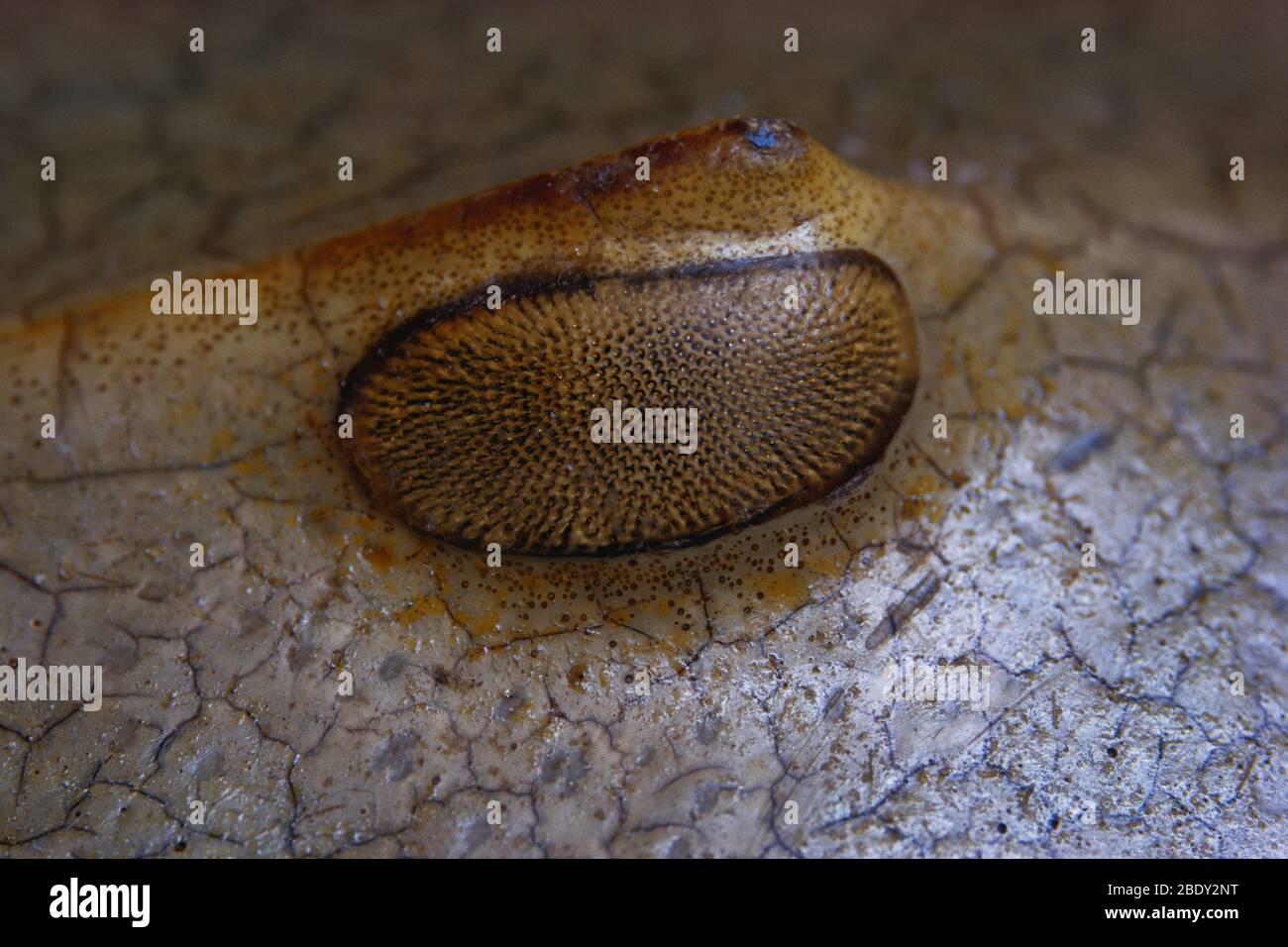 Horseshoe Crab eye Stock Photo