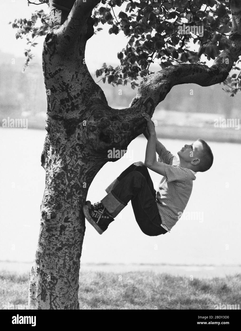 A Boy and His Tree, 1955 Stock Photo
