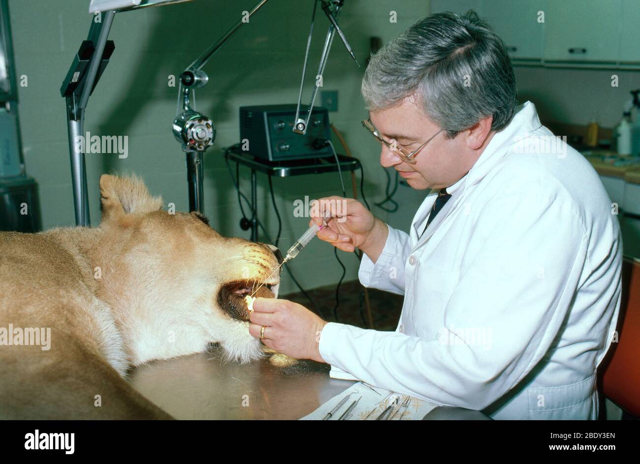 Zoo veterinarian Stock Photo Alamy