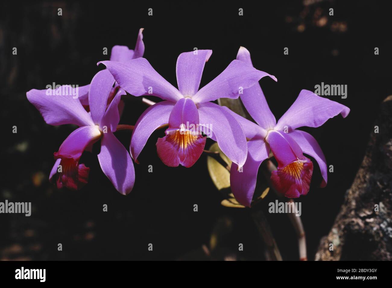 Cattleya Orchid Flowers Stock Photo