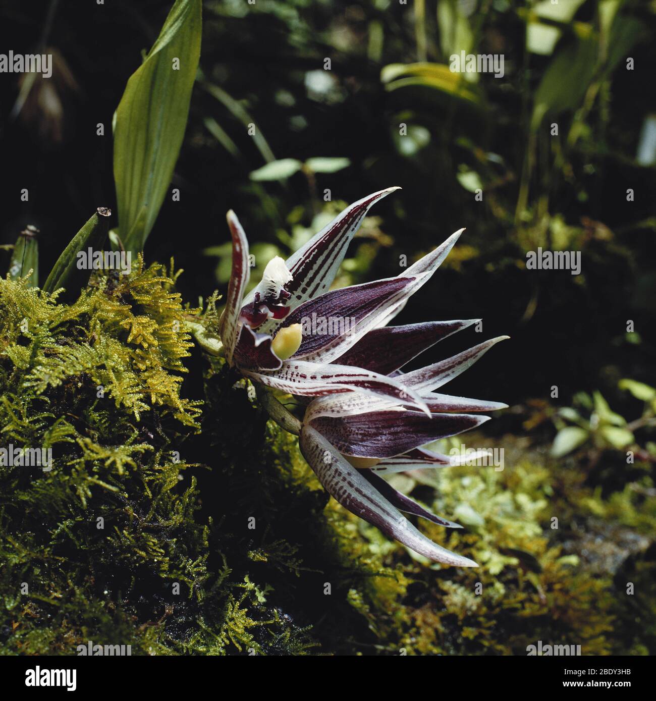 Rainforest Orchid Stock Photo