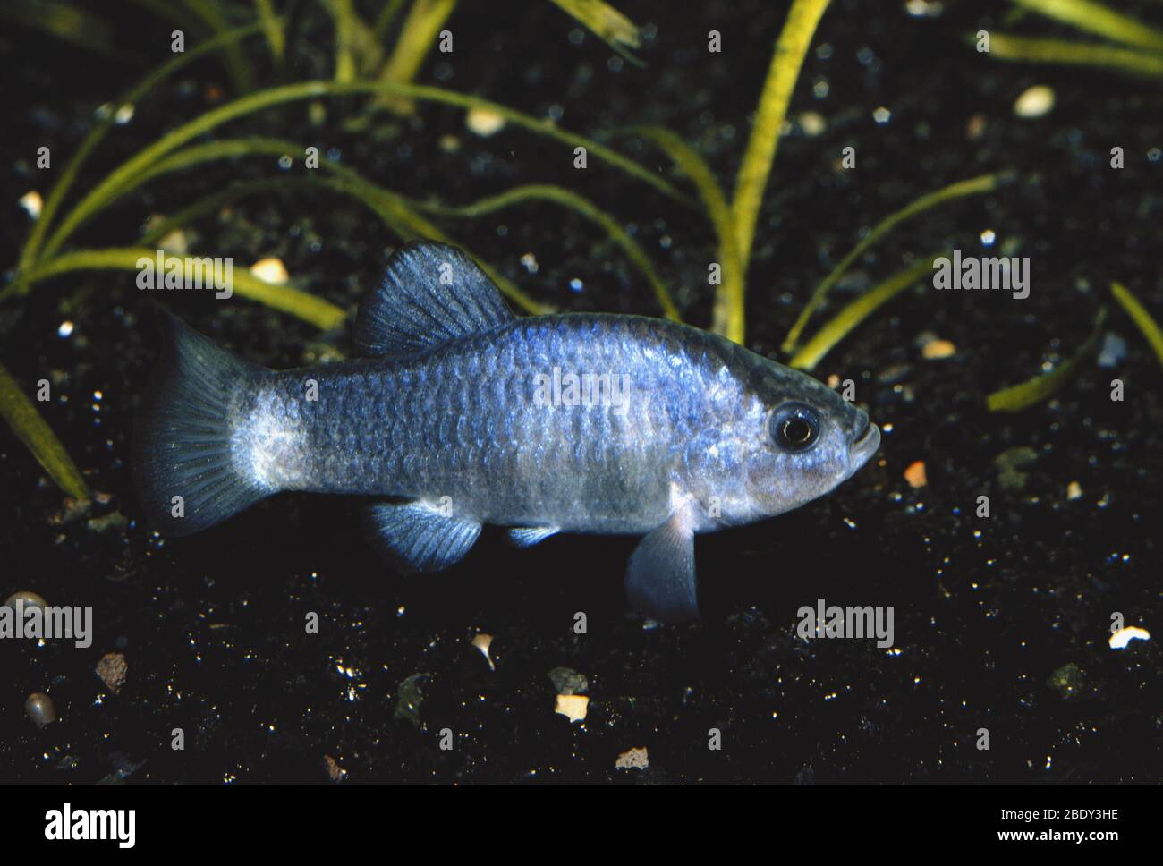 Amargosa Pupfish Stock Photo